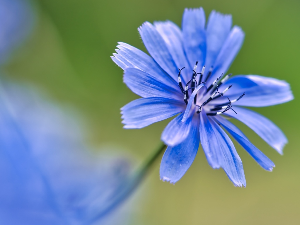 Синий цветок цикория крупным планом