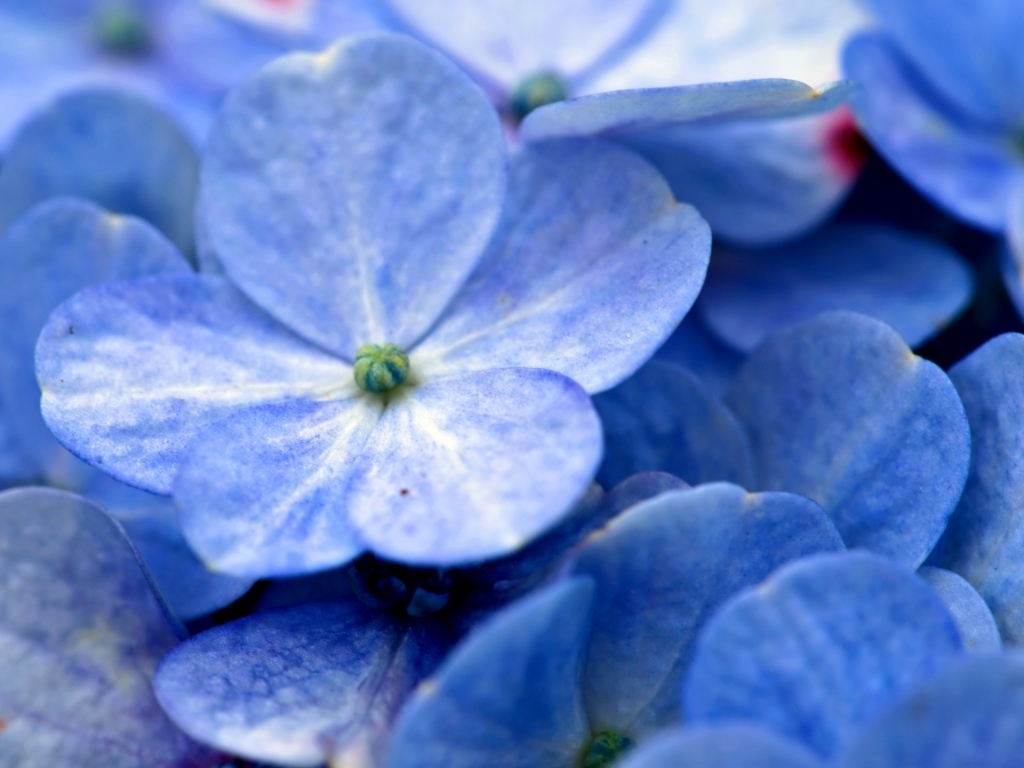 Голубые нежные цветы гортензии крупным планом
