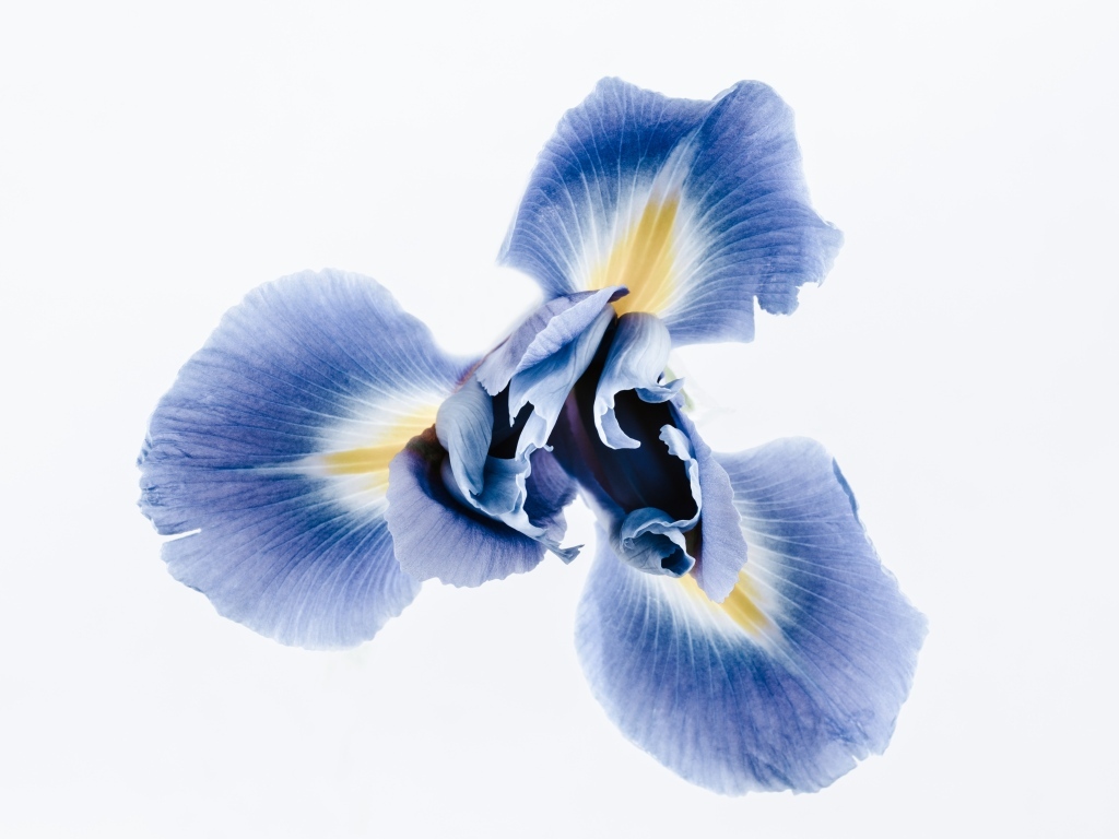 Синий цветок ириса на сером фоне