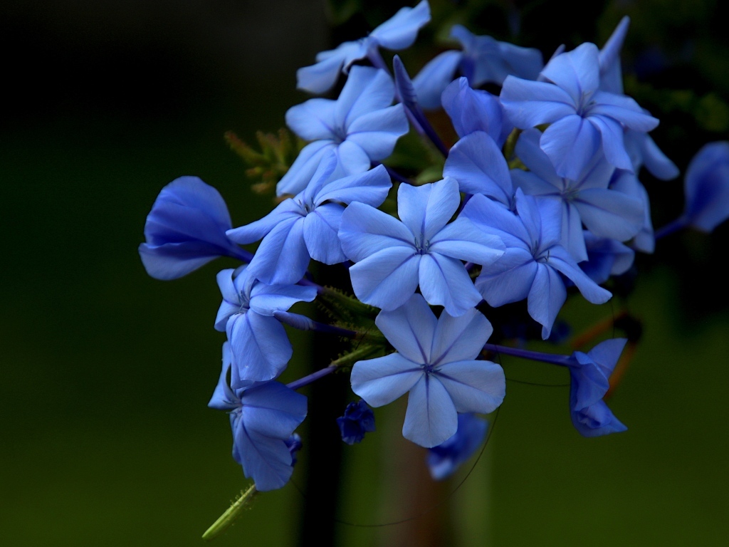 Голубой цветок флоксы крупным планом