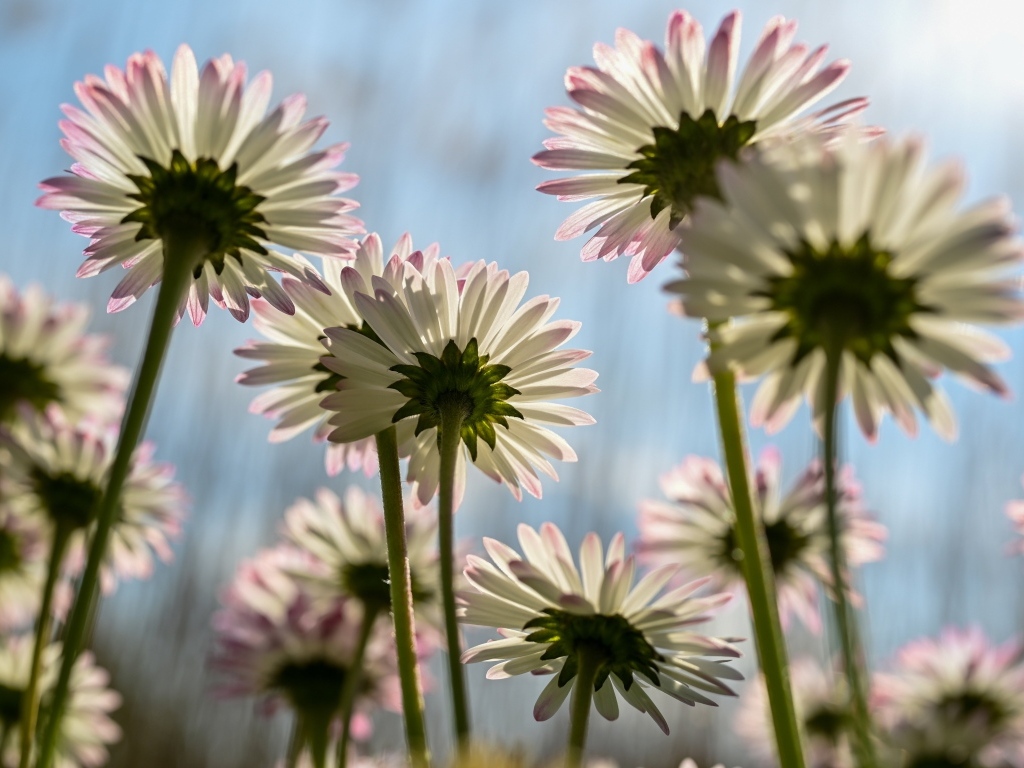 Вид снизу на маленькие цветы маргаритки