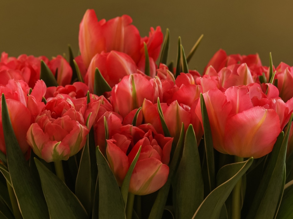 Букет красивых розовых тюльпанов с зелеными листьями