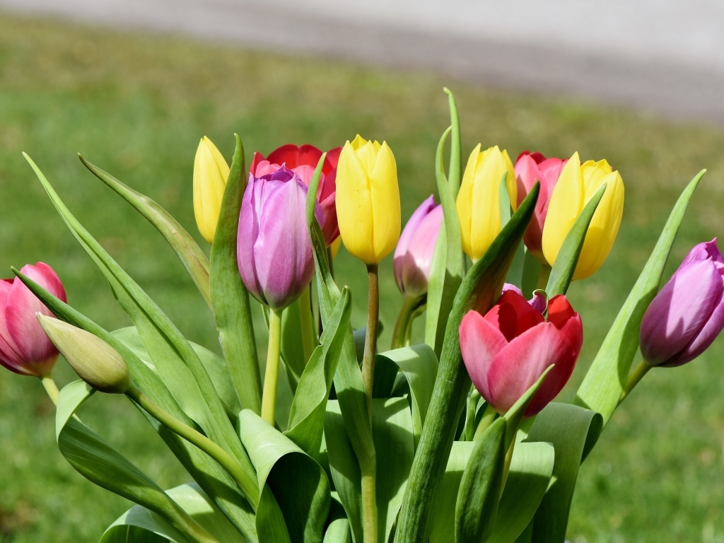 Букет свежих разноцветных тюльпанов