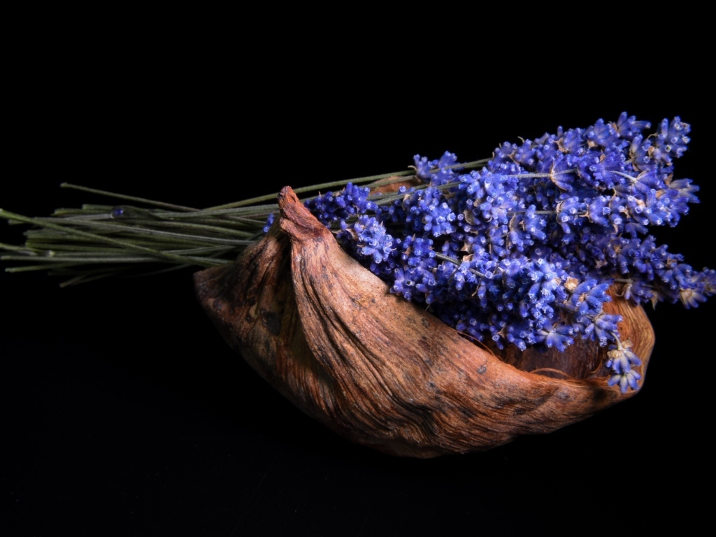 Букет цветов лаванды в коряге на черном фоне