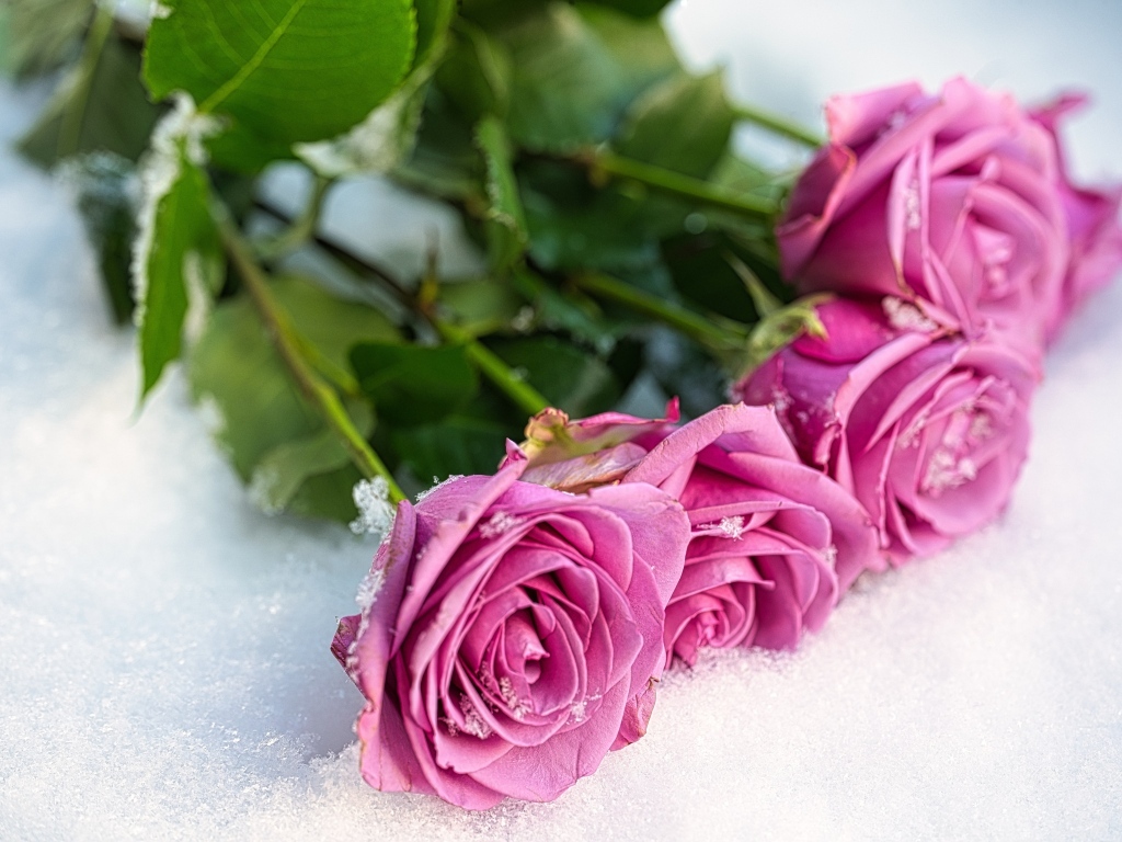 Букет розовых роз на снегу