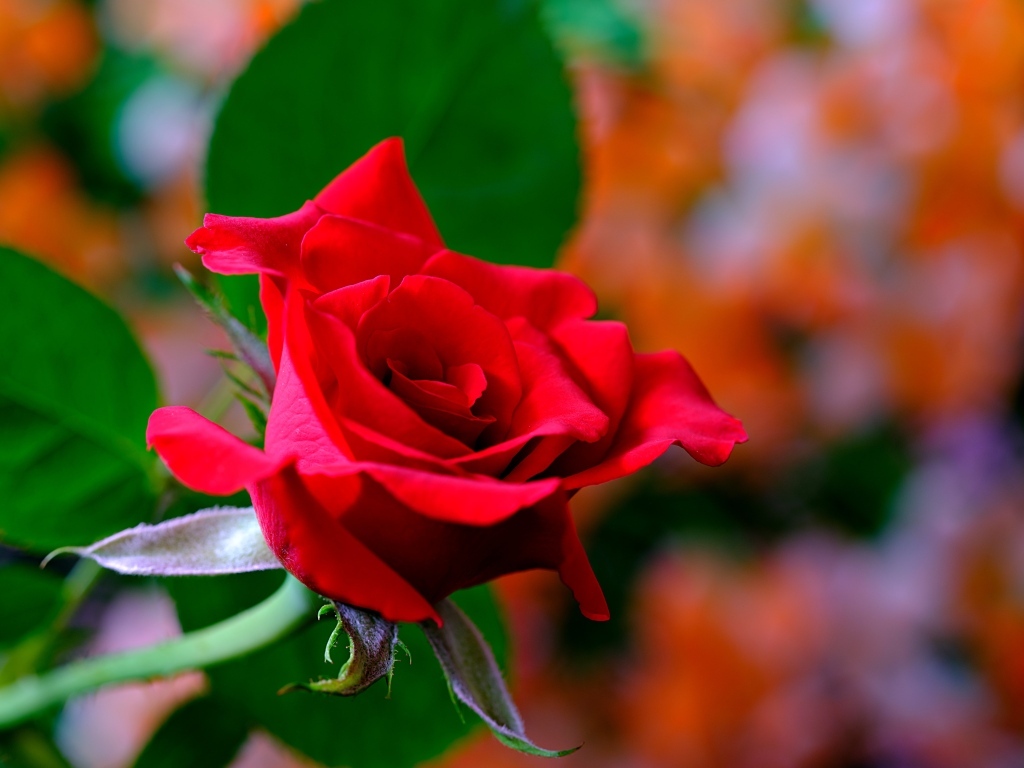 Яркая ароматная алая роза крупным планом