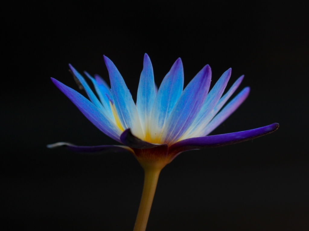 Яркий фиолетовый цветок лотоса на черном фоне