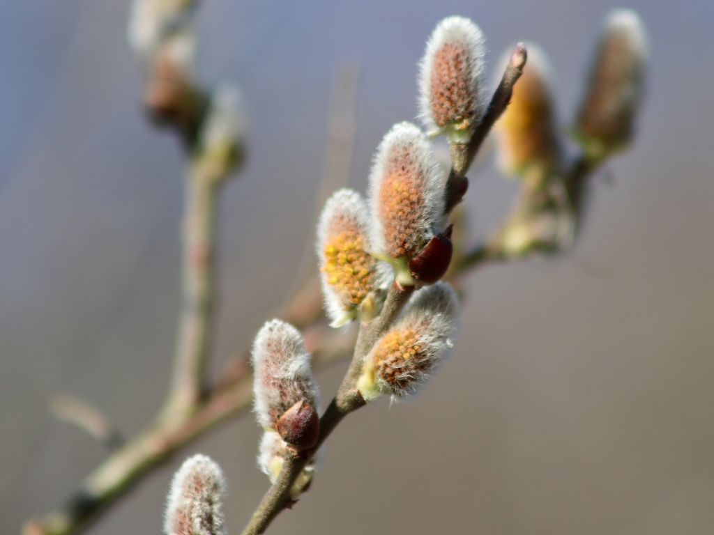 Бурая пушистая ветка вербы весной