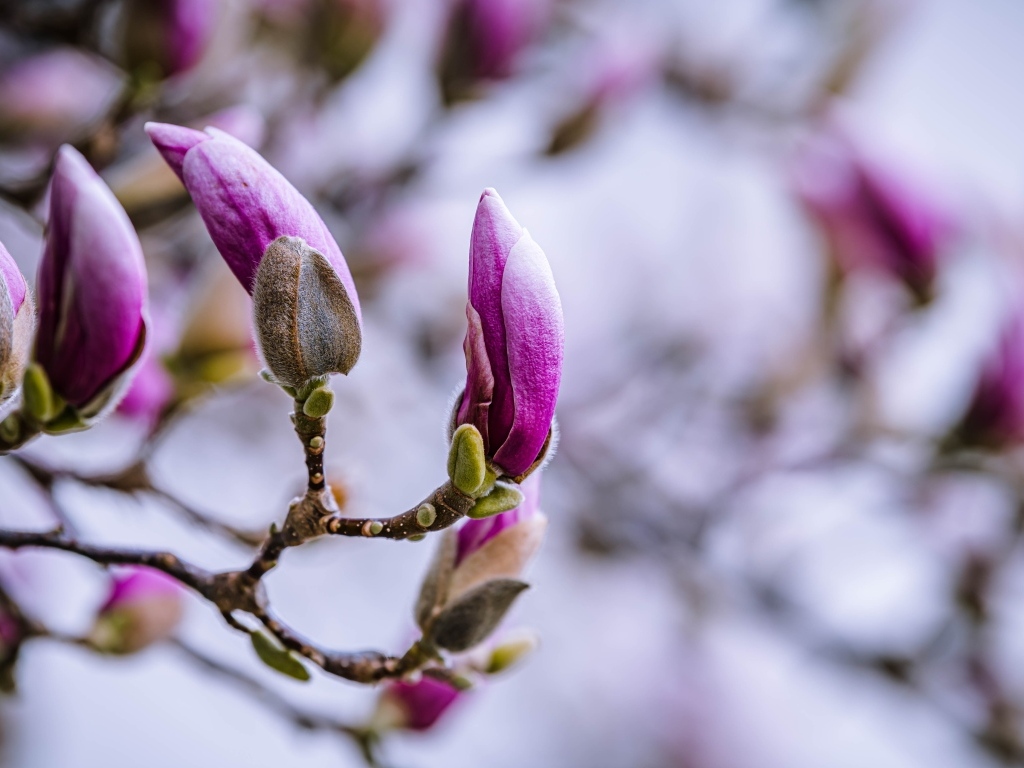 Бутоны цветов магнолии на ветке дерева