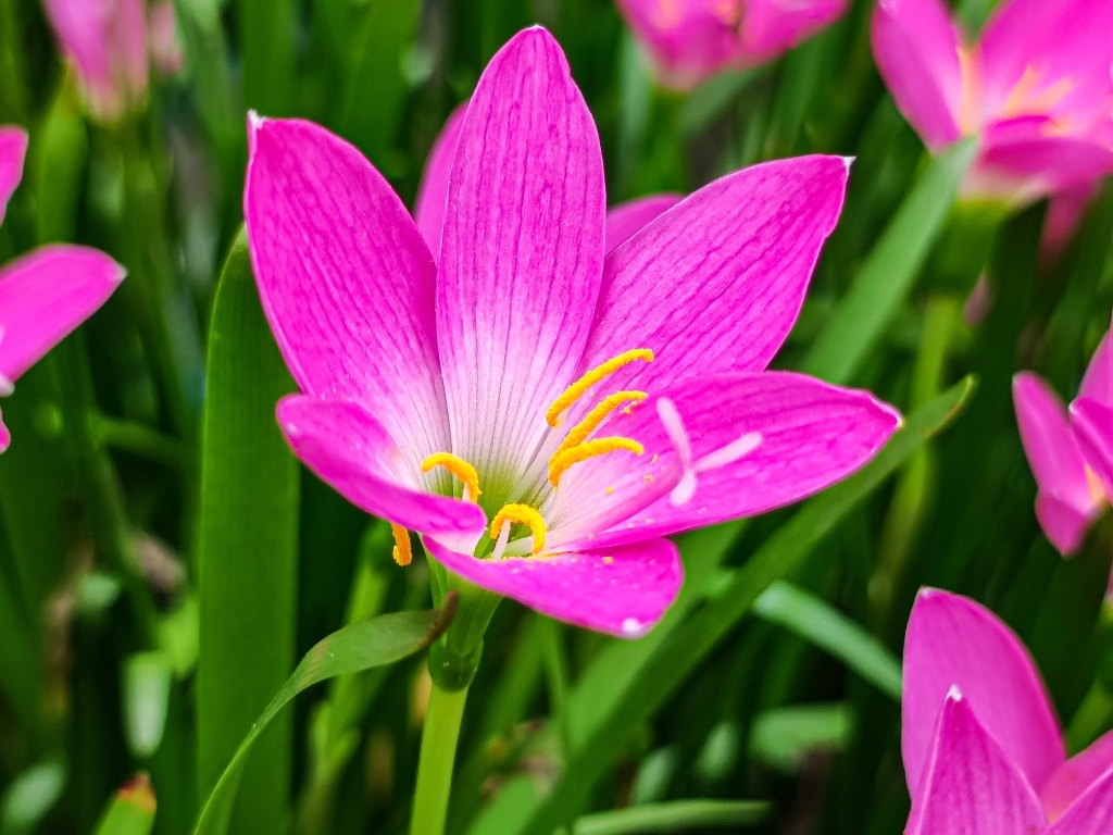 Розовые на клумбе крупным планом