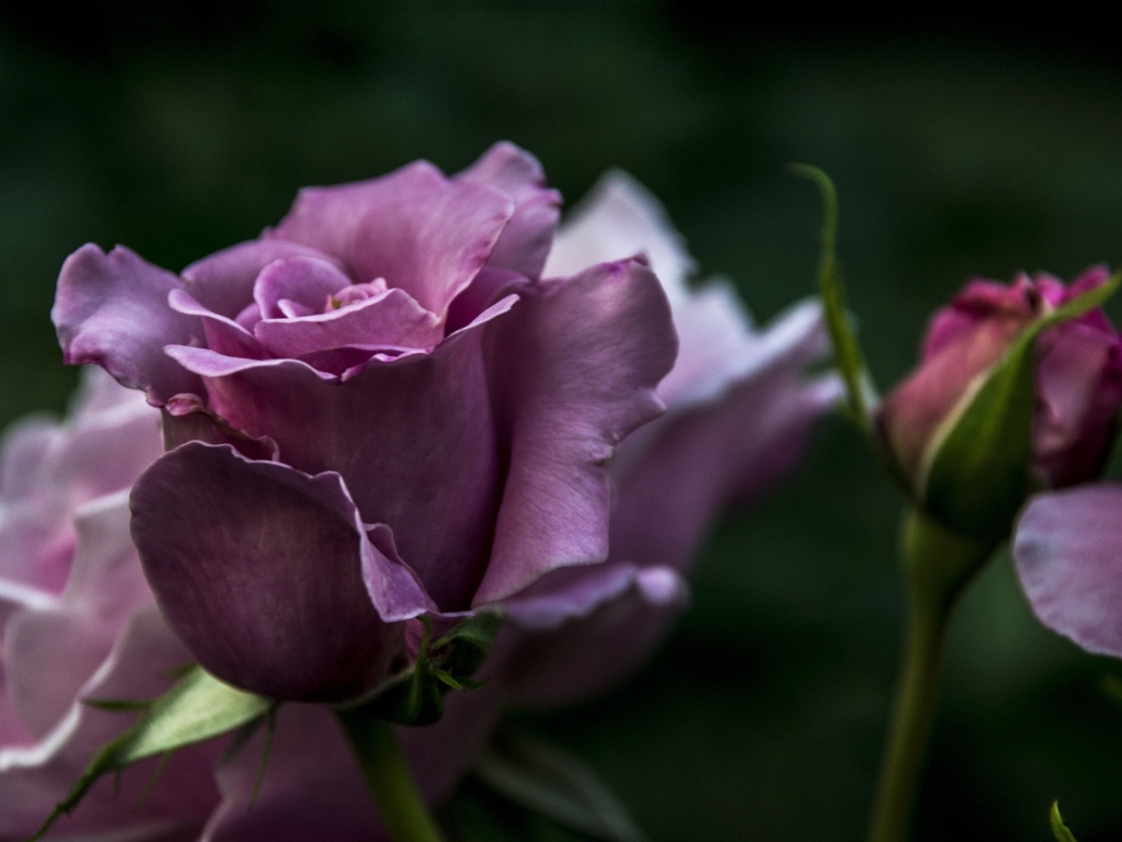 Кривые нежно розовые розы с бутонами