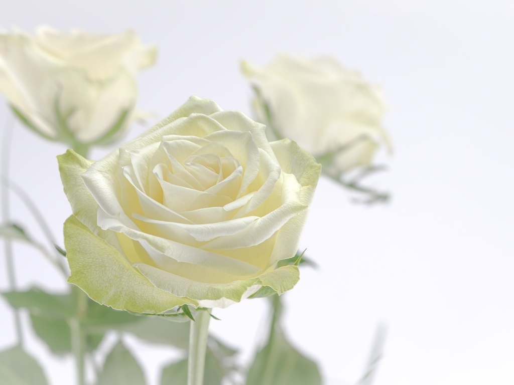 Нежный цветок ароматной белой розы крупным планом