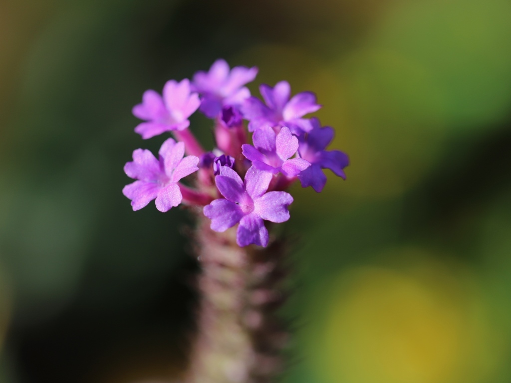 Нежный сиреневый цветок вербена жесткая