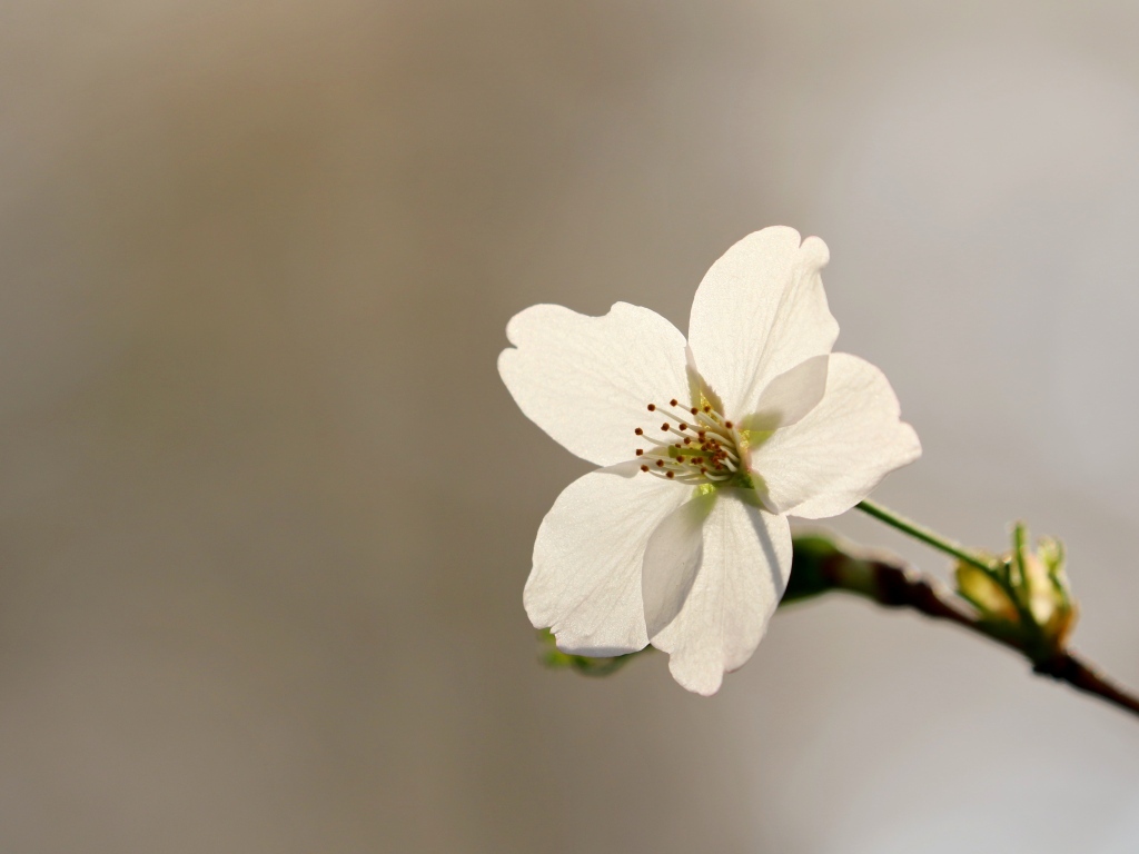 Нежные лепестки весеннего цветка вишни 