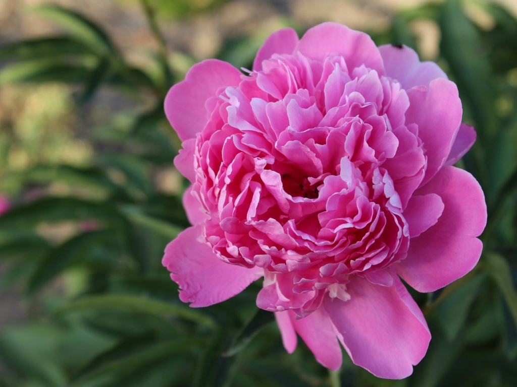 Нежный розовый пион на клумбе