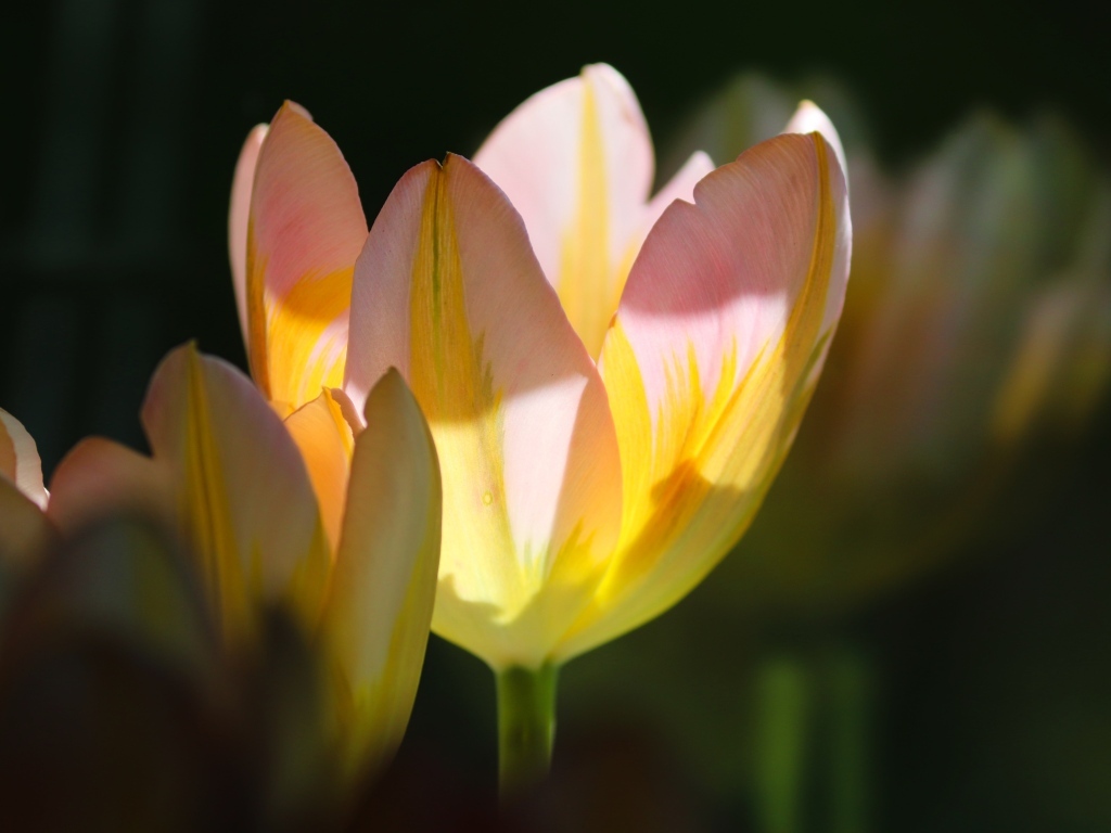Нежные розовые тюльпаны в лучах солнца