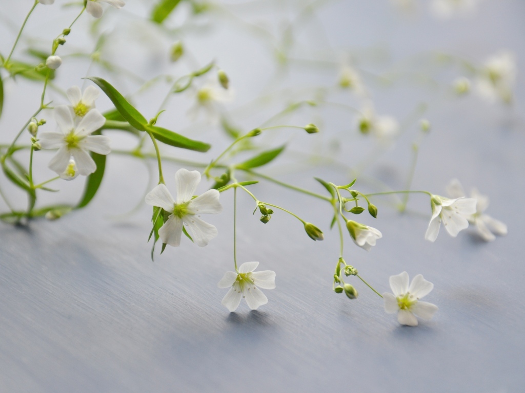 Нежные белые цветы лежат на сером столе