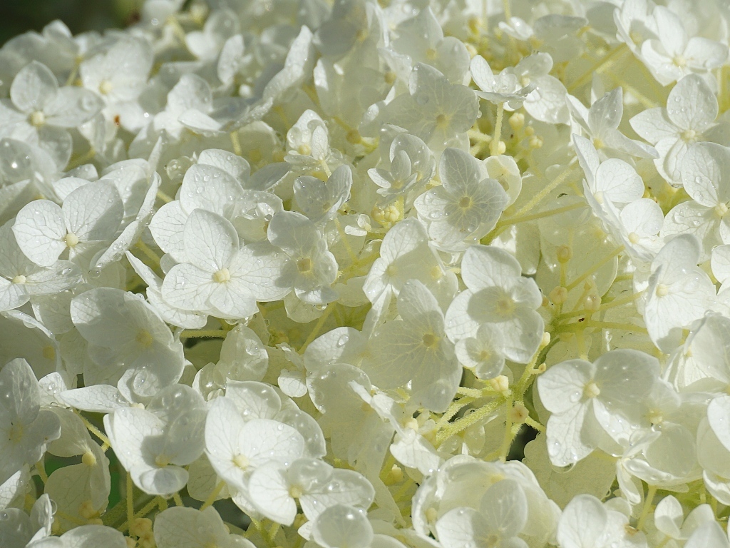 Нежный белый цветок гортензии в каплях росы
