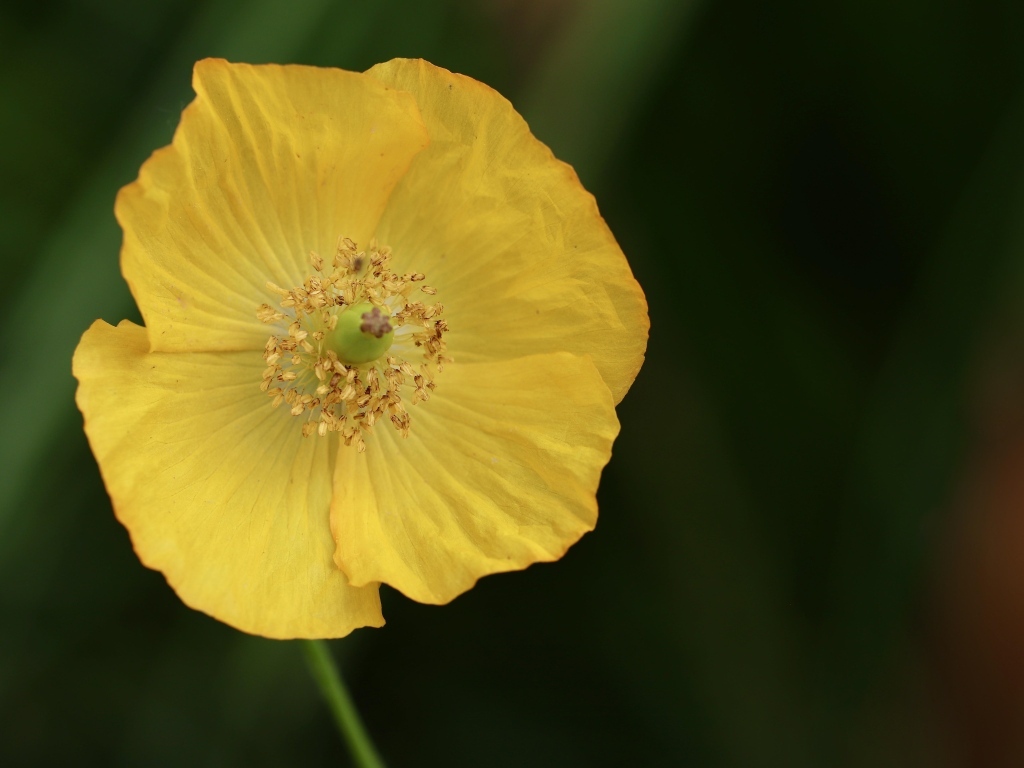 Нежный желтый цветок эшшольция крупным планом