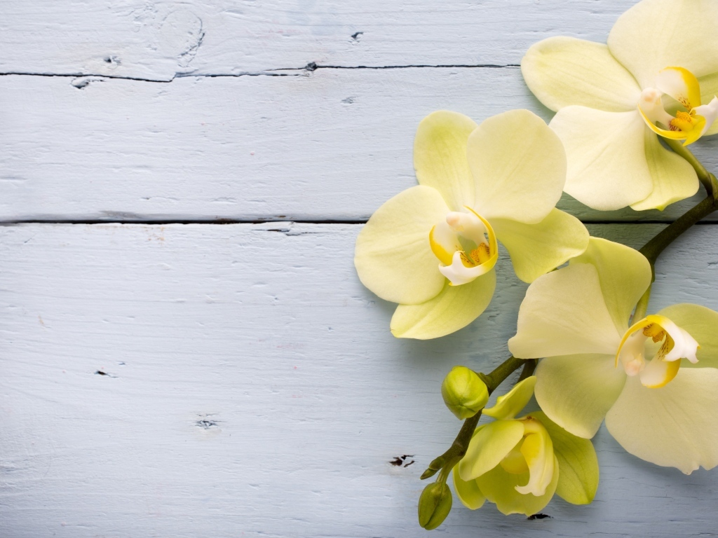 Нежные желтые орхидеи на сером фоне