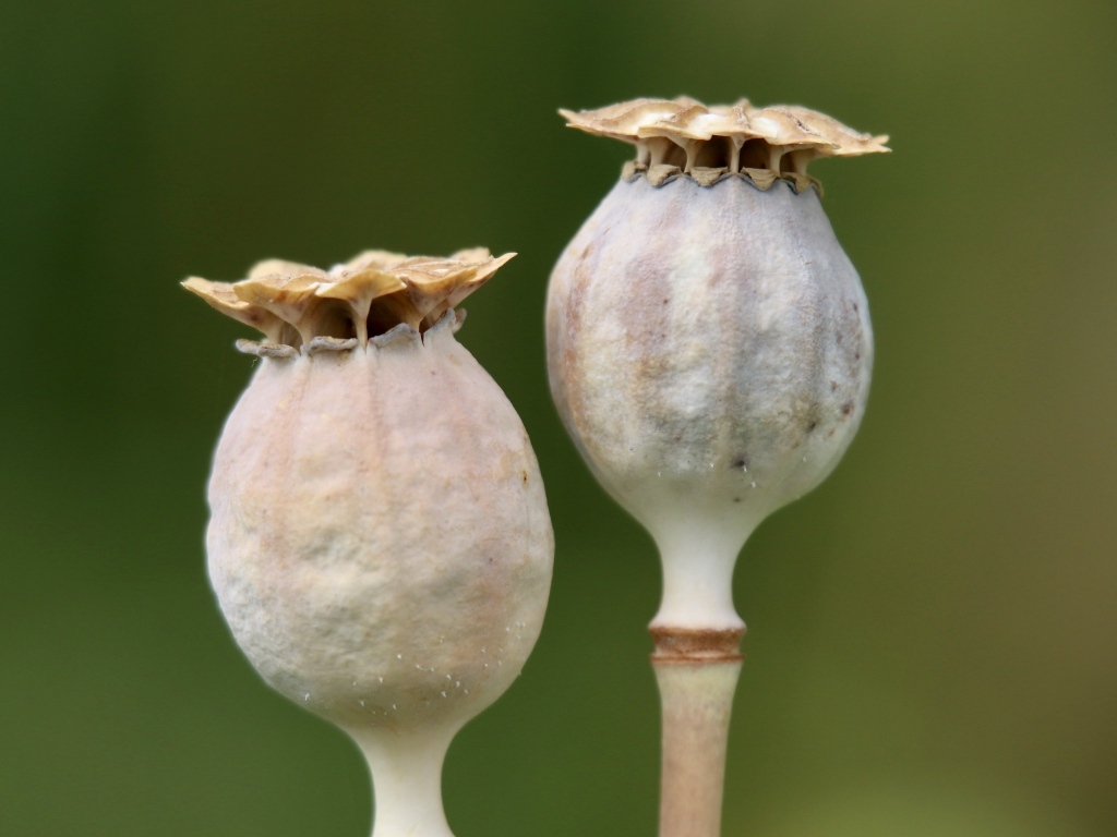 Отцветшие бутоны мака крупным планом