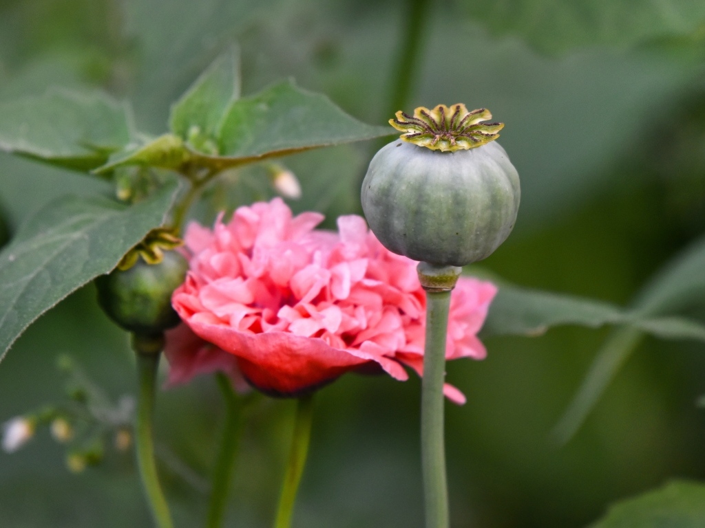 Отцветший стебель розового мака 