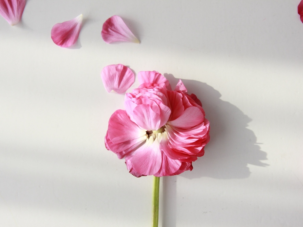 Опавший розовый цветок лютика на сером фоне