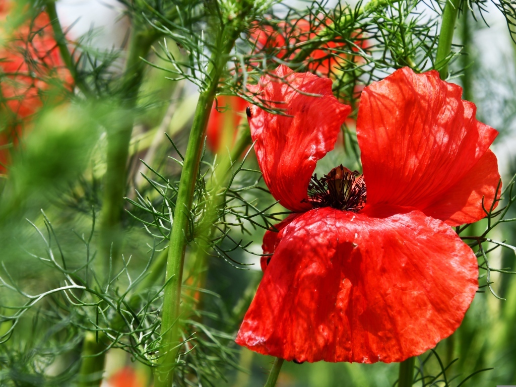 Полевой мак с красными лепестками в зеленых листьях