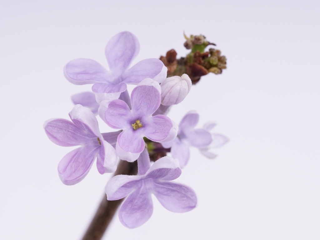 Ароматные распускающиеся цветы сирени на сером фоне