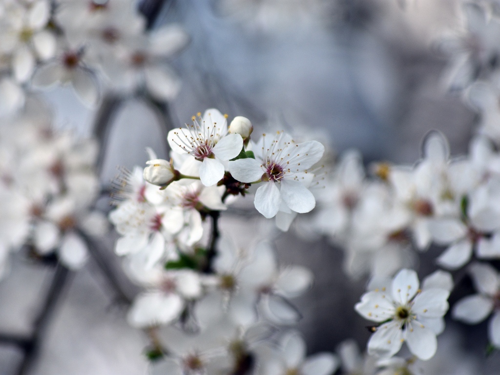 Ароматные цветы вишни на ветках 