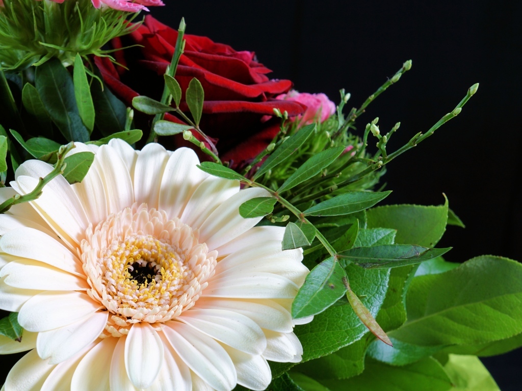 Цветок герберы в букете с красными розами