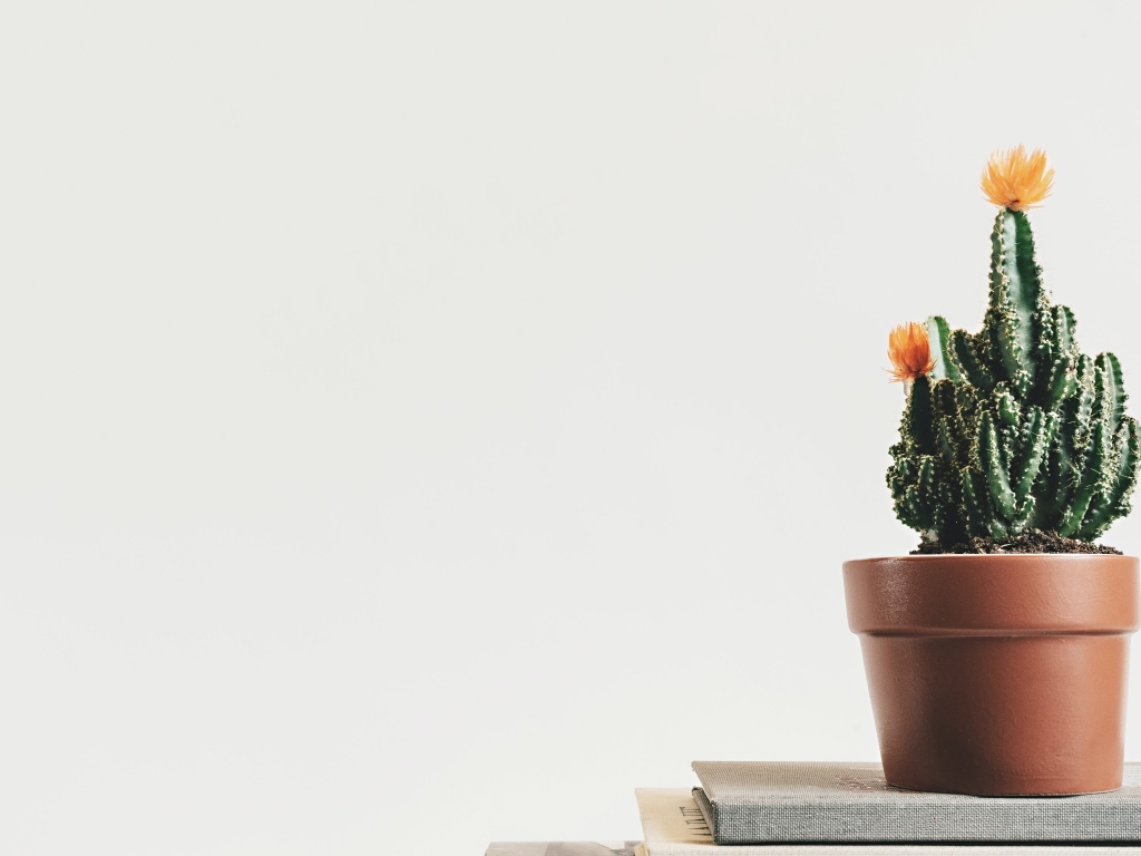 Зеленый цветущий кактус в горшке