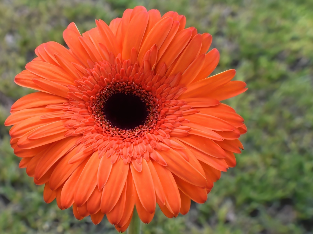 Крупный цветок оранжевой герберы