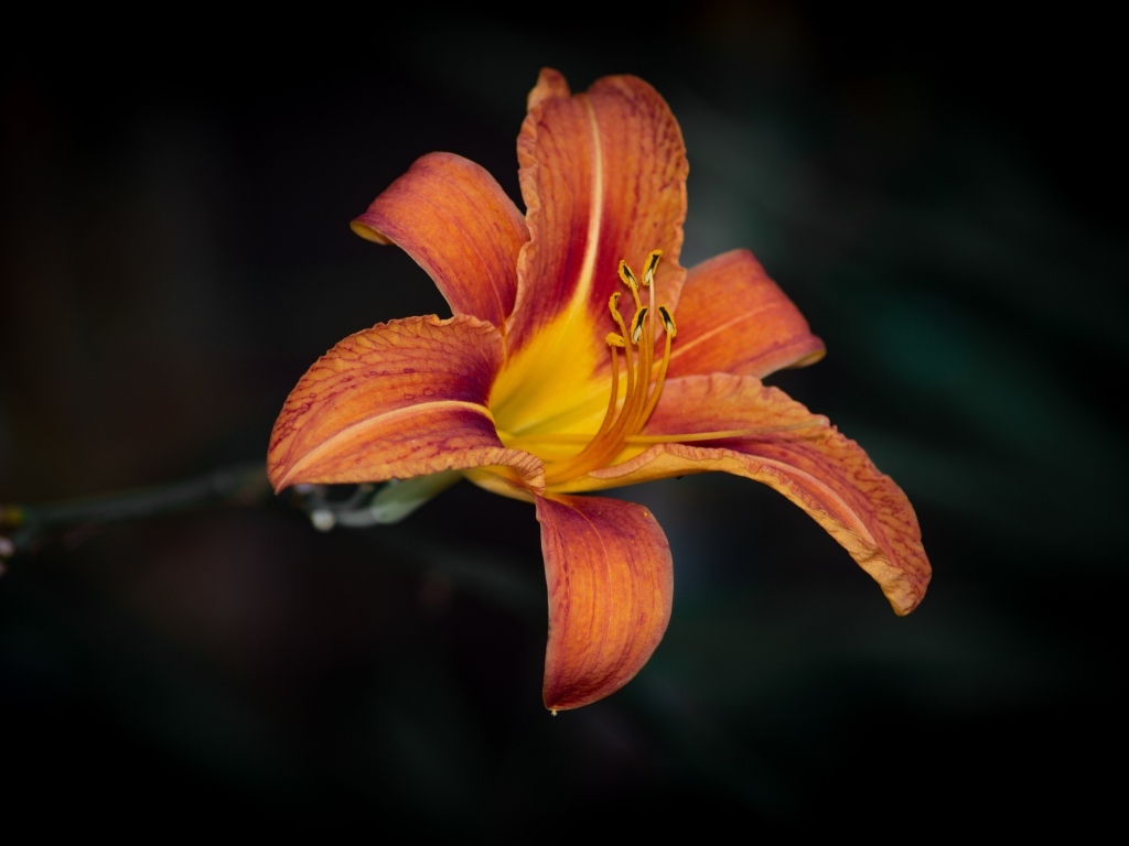 Большая оранжевая лилия на черном фоне