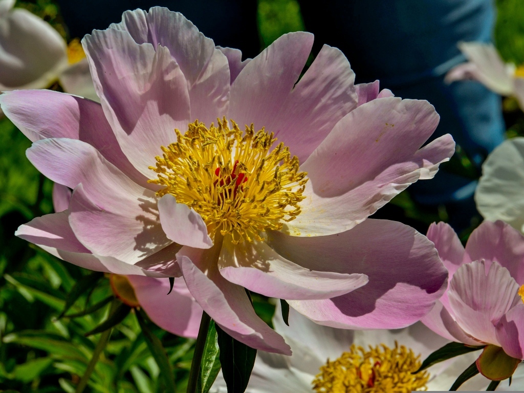 Большие розовые пионы на клумбе весной