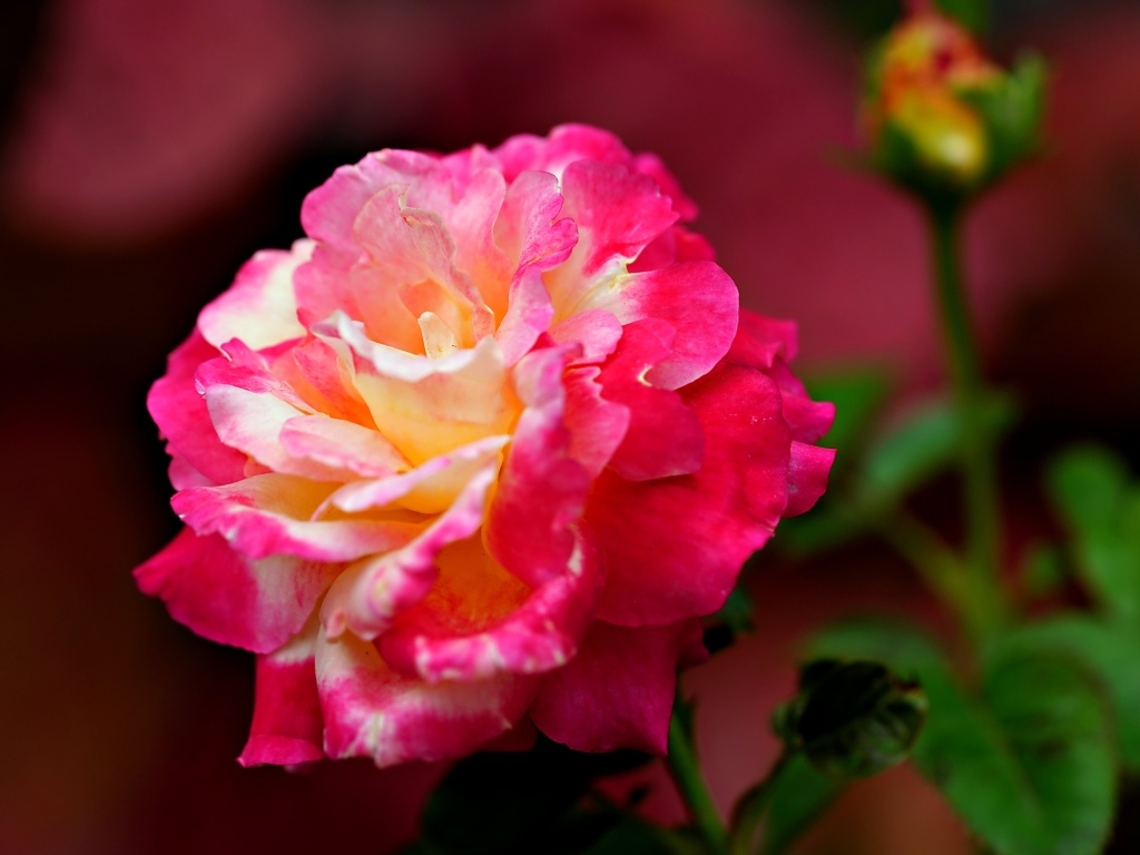 Крупная розовая роза с бутоном