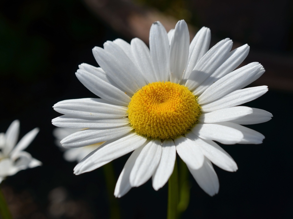 Крупная белая ромашка вблизи