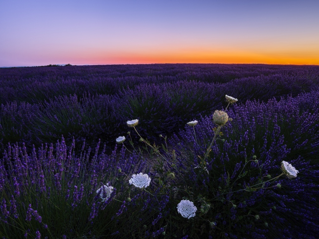 Лавандовое поле на закате солнца