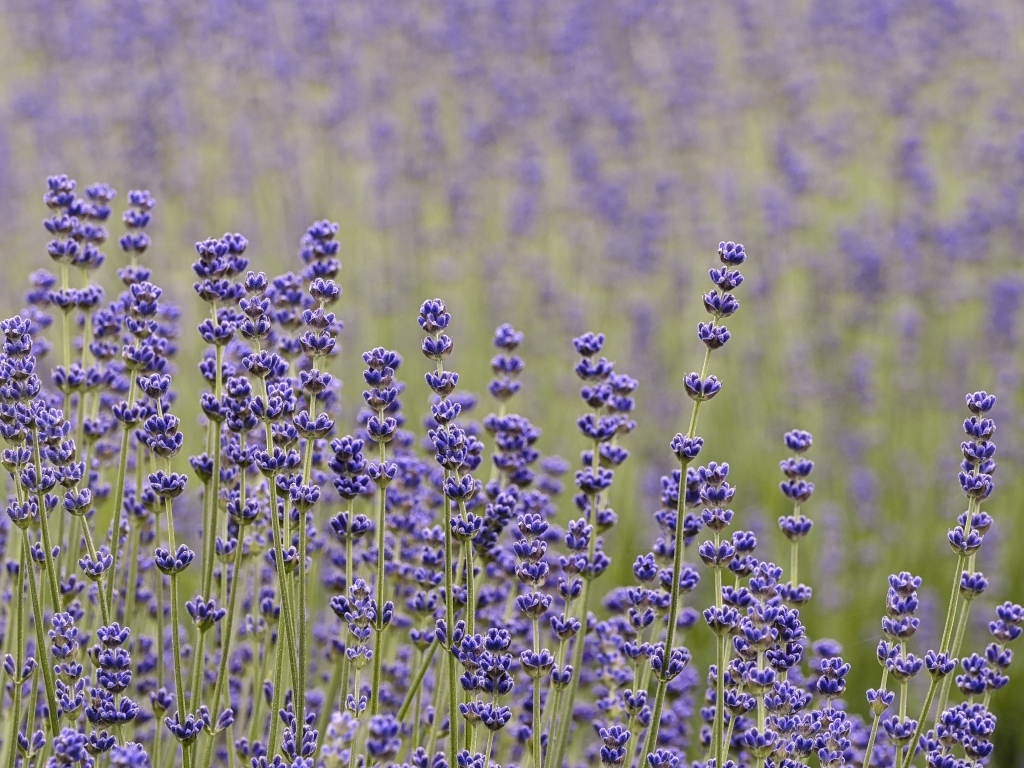 Лаванда на поле крупным планом