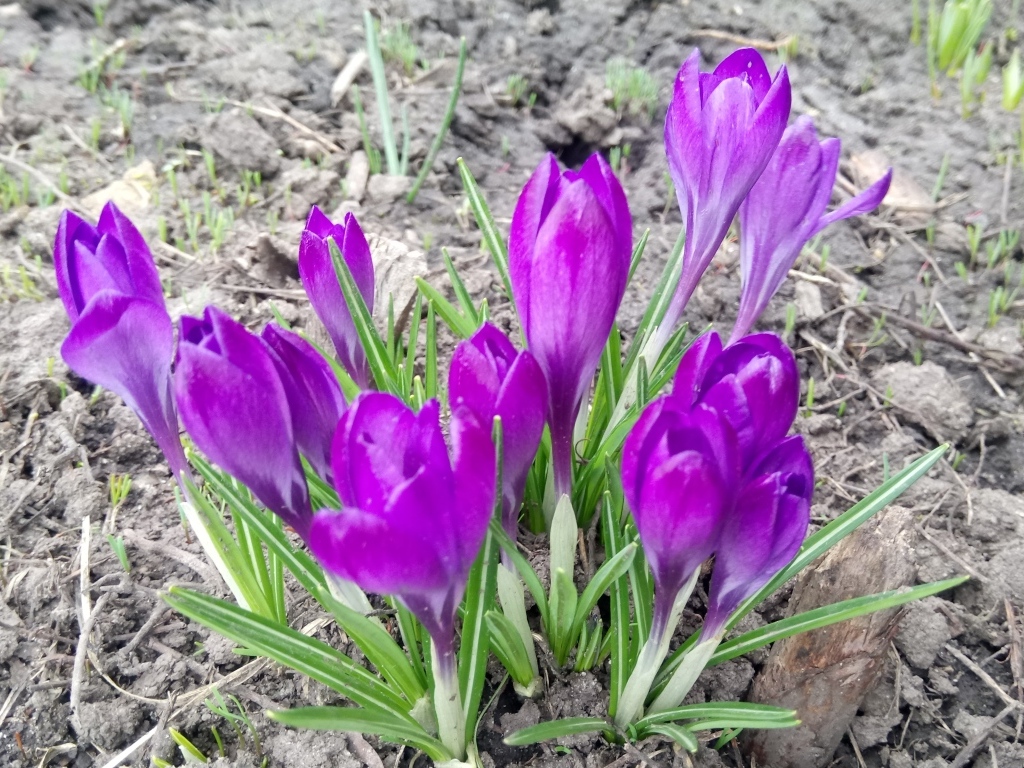 Сиреневые крокусы на черной земле