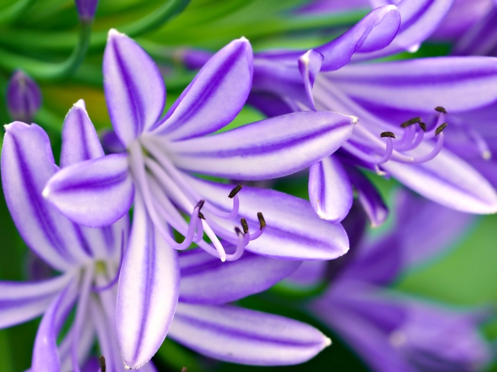 Сиреневые цветы африканская лилия