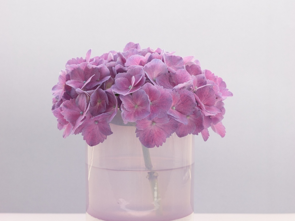 Сиреневые цветы гортензии в вазе