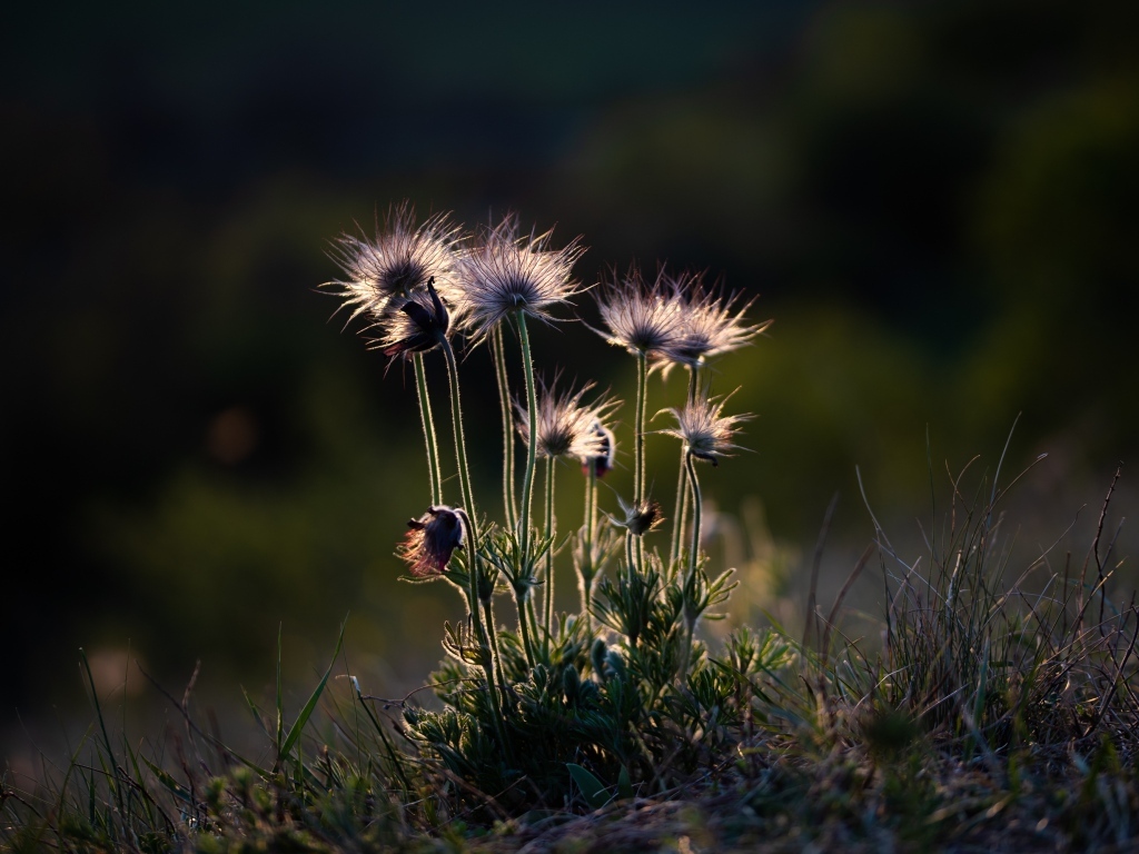 Маленькие полевые цветы в лучах солнца