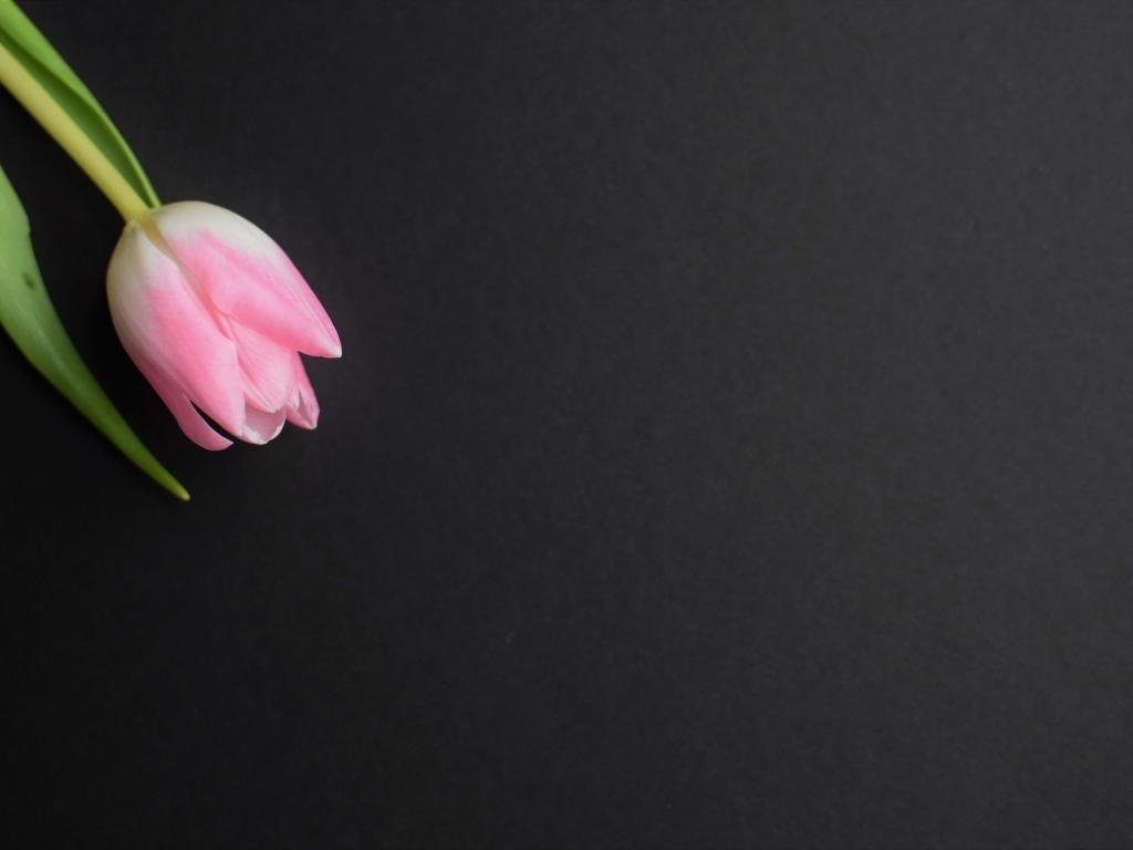 Одинокий розовый тюльпан на сером фоне
