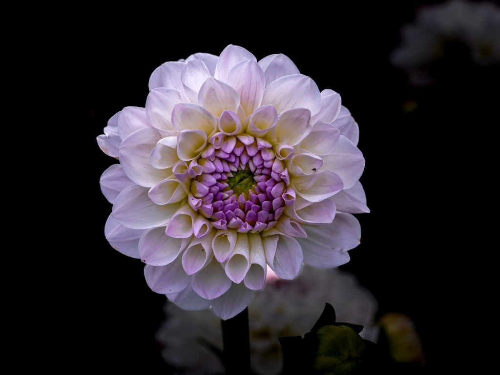 Пышная сиреневая георгина крупным планом