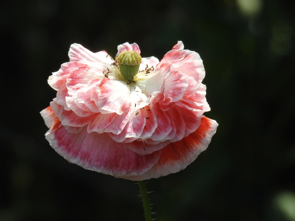 Пышный розовый цветок мака