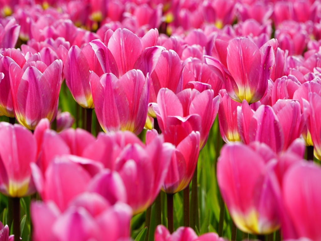 Много красивых розовых тюльпанов на поле