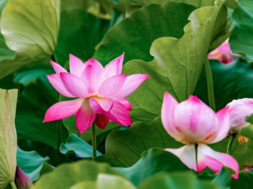 Много розовых лотосов в зеленых листьях