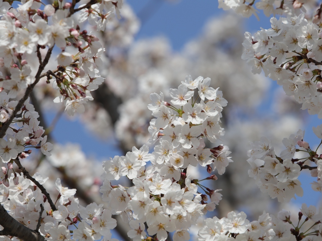 Много белых ароматных цветов на ветках вишни