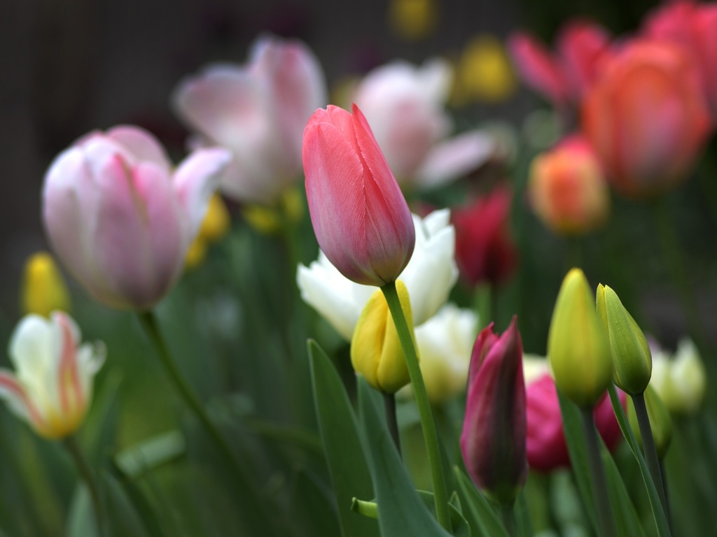 Разноцветные тюльпаны на клумбе